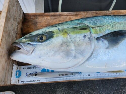 ブリの釣果
