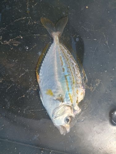 ヒイラギの釣果