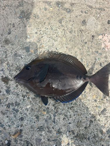 ニザダイの釣果