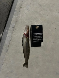 キスの釣果
