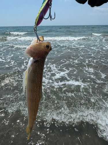 エソの釣果