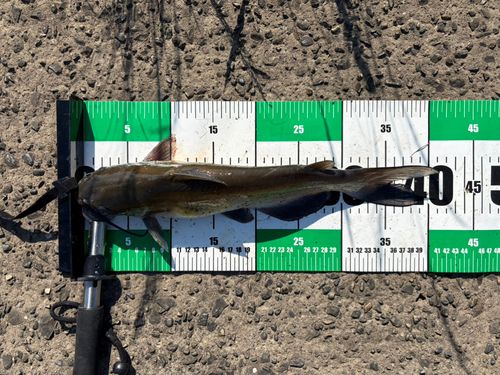 アメリカナマズの釣果