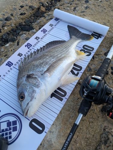 キビレの釣果