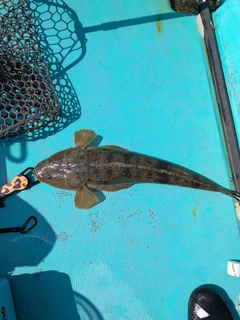 マゴチの釣果