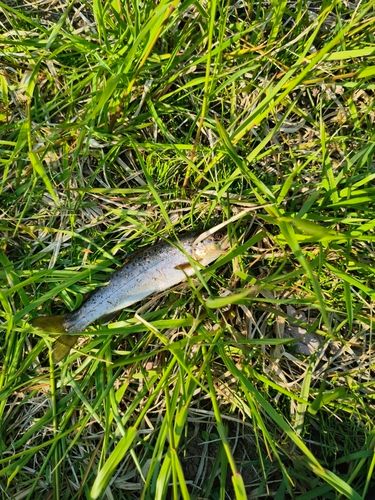 ブラウントラウトの釣果