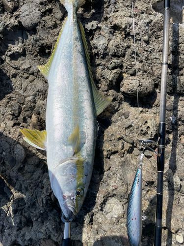 ヒラマサの釣果