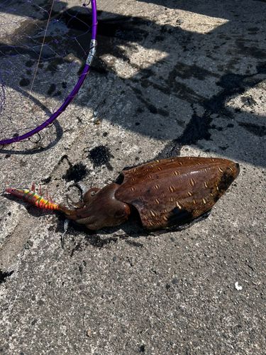 モンゴウイカの釣果
