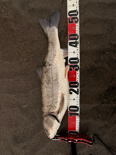 マルタウグイの釣果