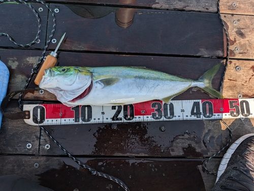 イナダの釣果