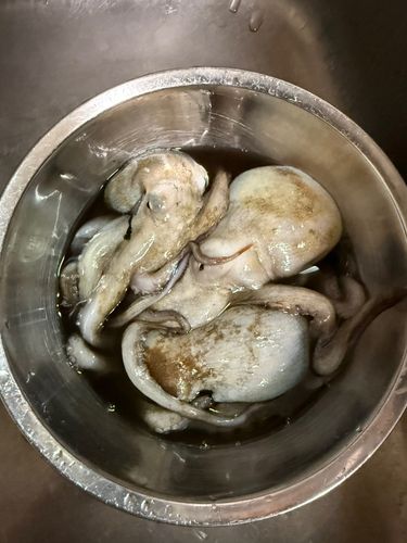 マダコの釣果
