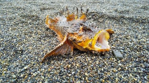 オニオコゼの釣果