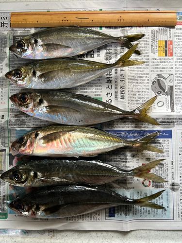 アジの釣果