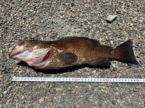 オオモンハタの釣果