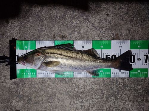 マダカ（ヒラスズキ）の釣果
