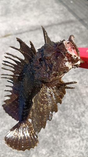 オニオコゼの釣果