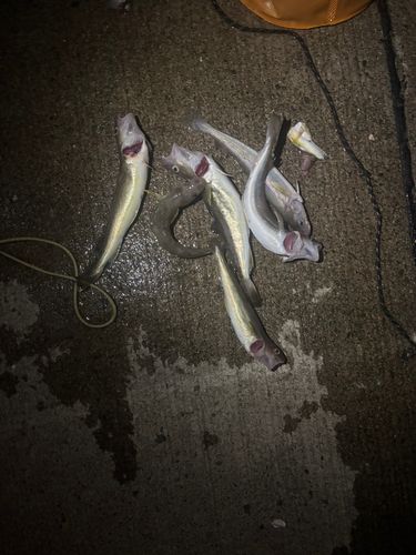 コマイの釣果