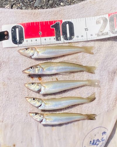 キスの釣果