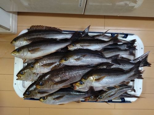 イサキの釣果