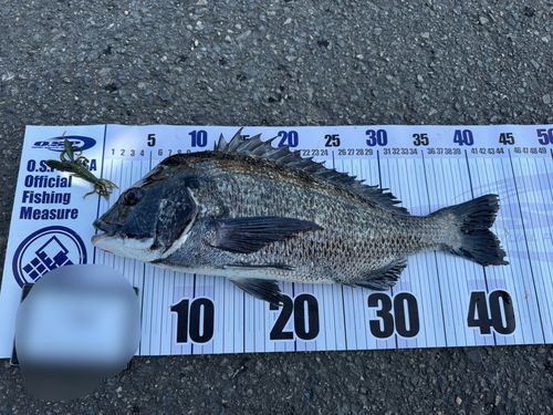 チヌの釣果