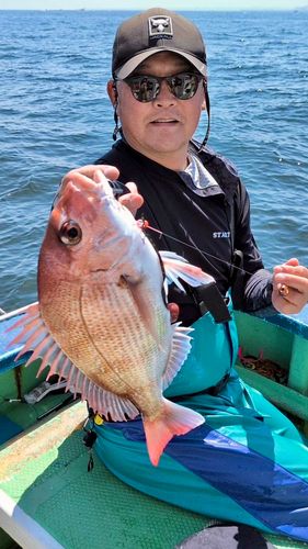 マダイの釣果