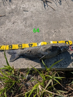 アメリカナマズの釣果