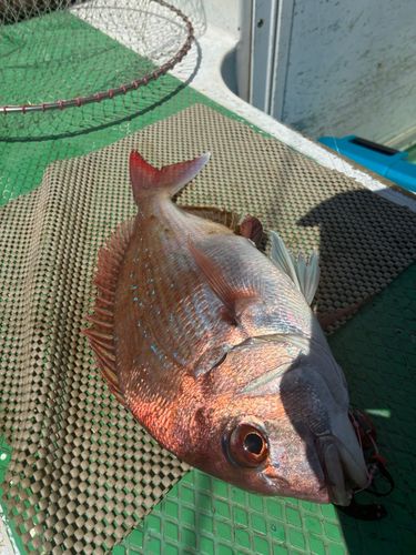 マダイの釣果