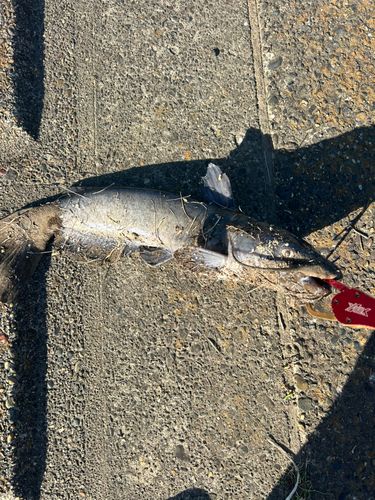 ナマズの釣果