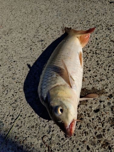コイの釣果