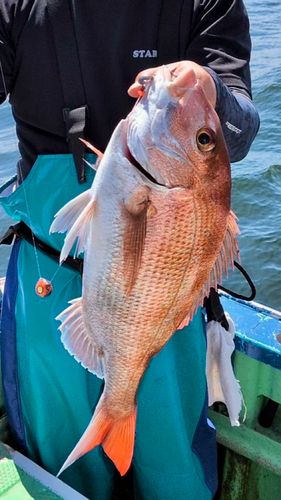 マダイの釣果