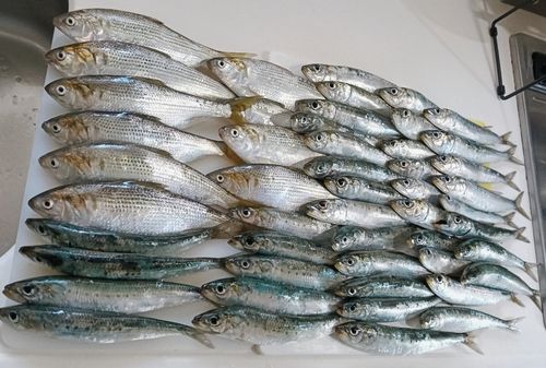 マイワシの釣果