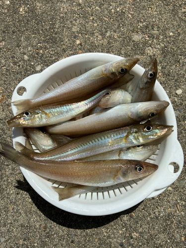 キスの釣果