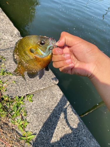 ブルーギルの釣果