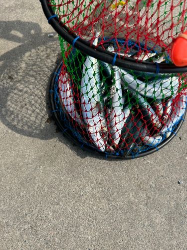 イワシの釣果