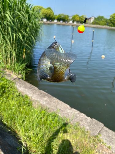 ブルーギルの釣果