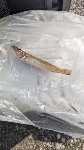キスの釣果