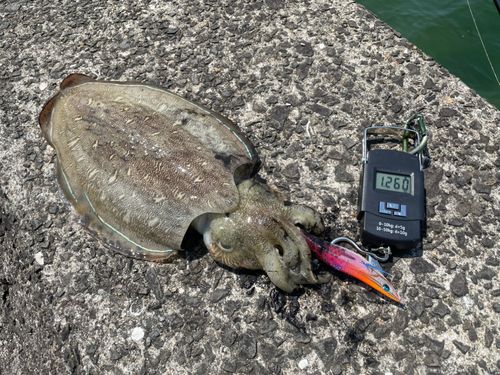 コウイカの釣果