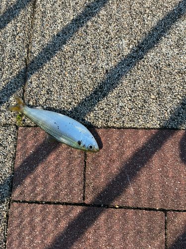 サッパの釣果
