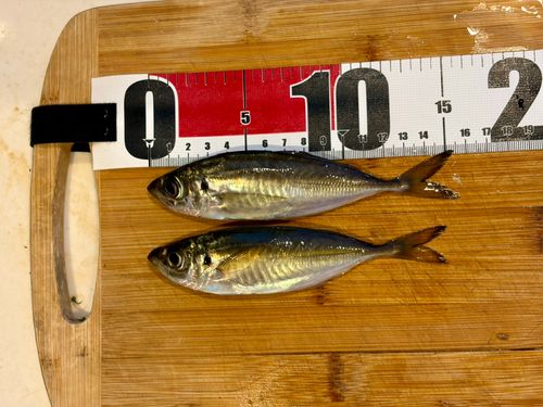 アジの釣果