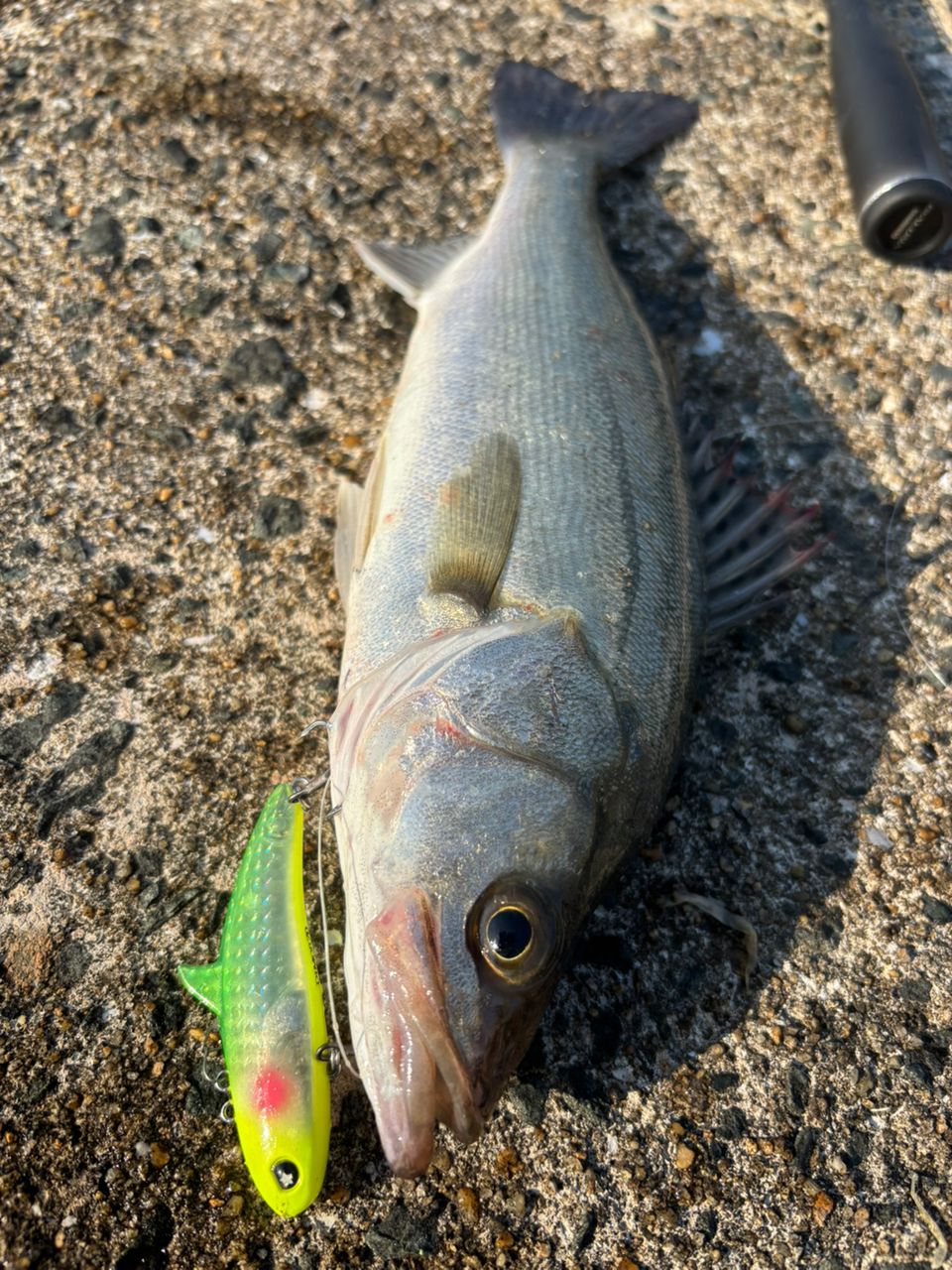 SHIMANO 23ディアルーナ S96Mの最安値・インプレ・釣果 | 本音の口コミ