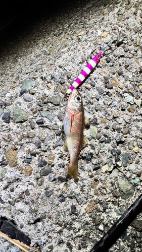 ムツの釣果