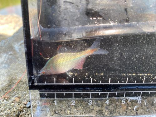 タイリクバラタナゴの釣果