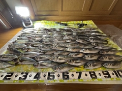アジの釣果