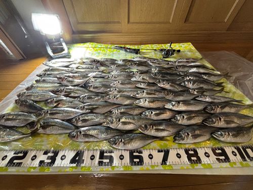 アジの釣果