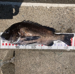 チヌの釣果