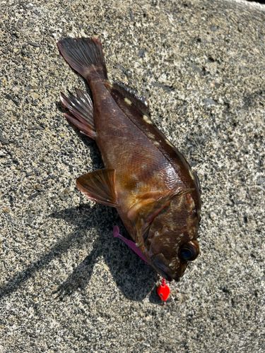 カサゴの釣果