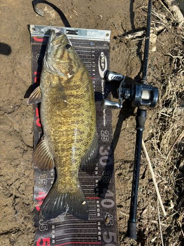 スモールマウスバスの釣果