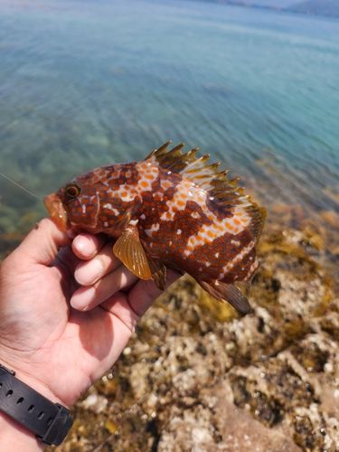 キジハタの釣果