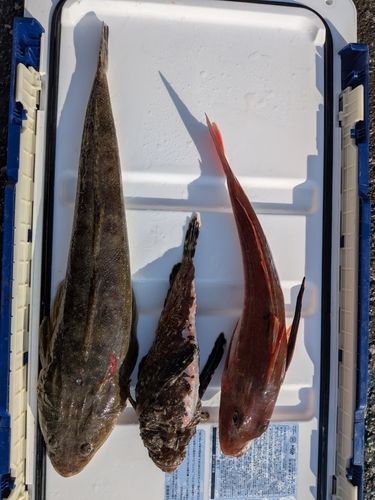 マゴチの釣果