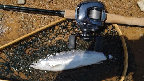 シラメの釣果