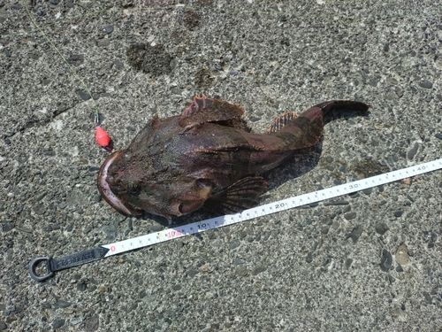 カジカの釣果